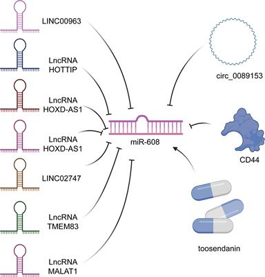 Biological Functions and Molecular Mechanisms of MiR-608 in Cancer